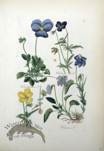 Deutschlands Flora 20